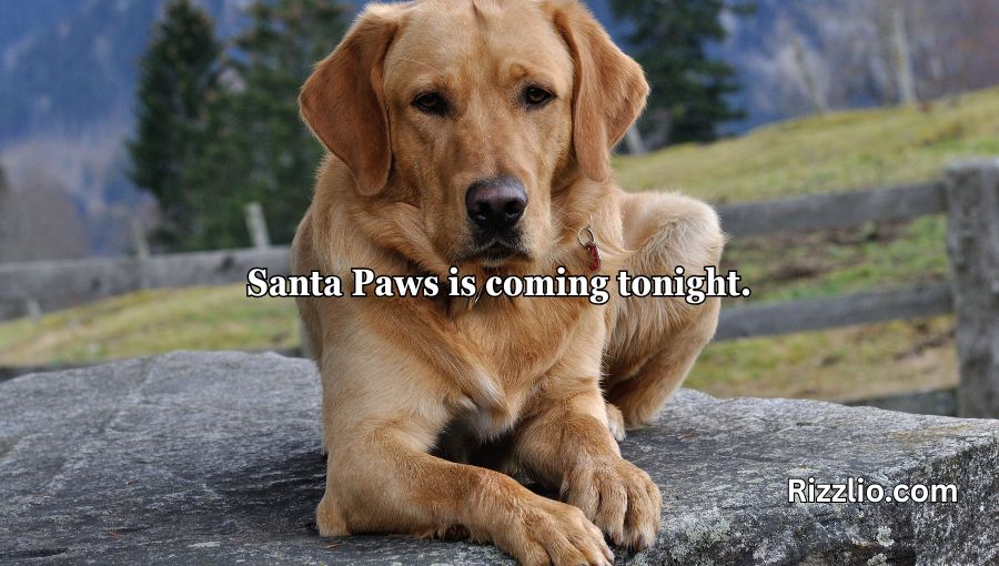 Dog Puns
