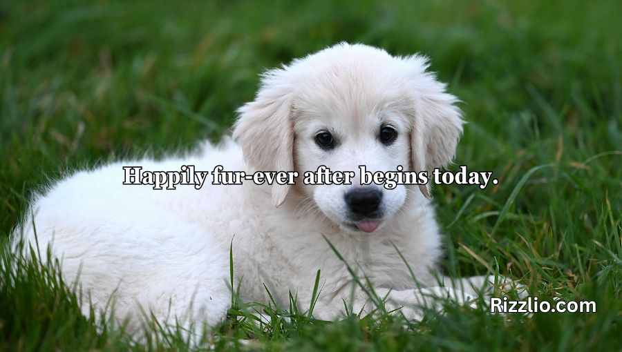 Dog Puns