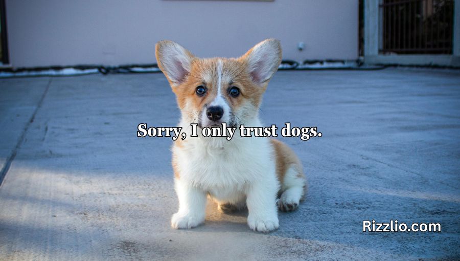 Dog Puns