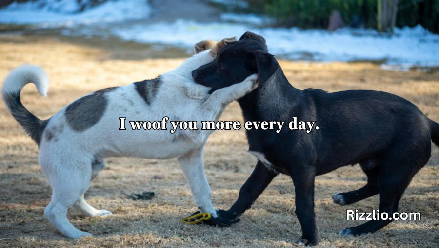 Dog Puns