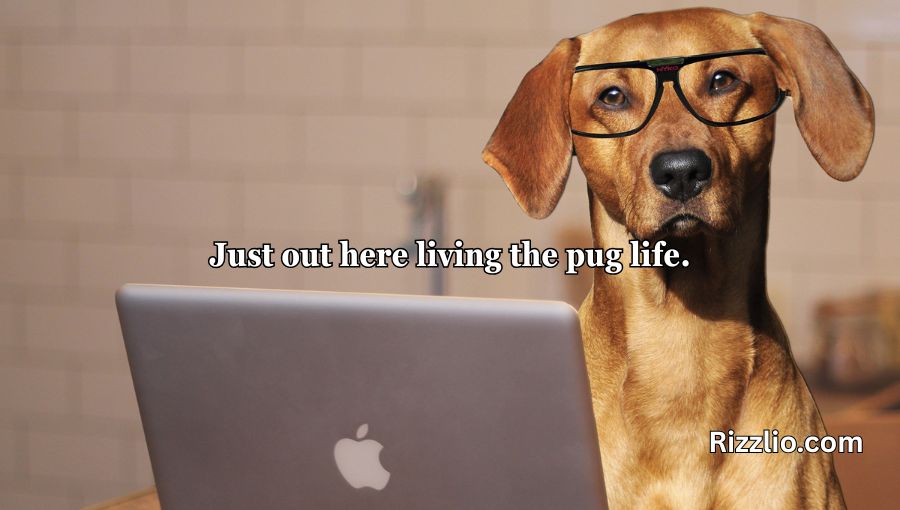 Dog Puns