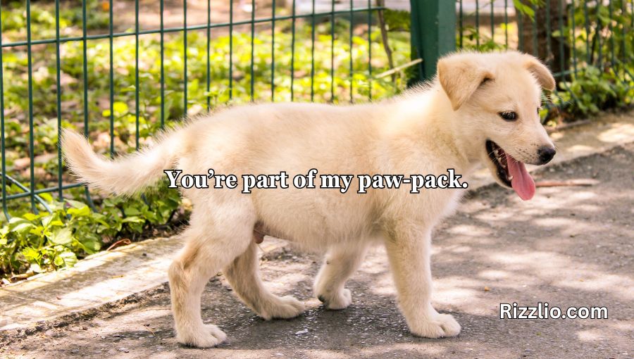 Dog Puns