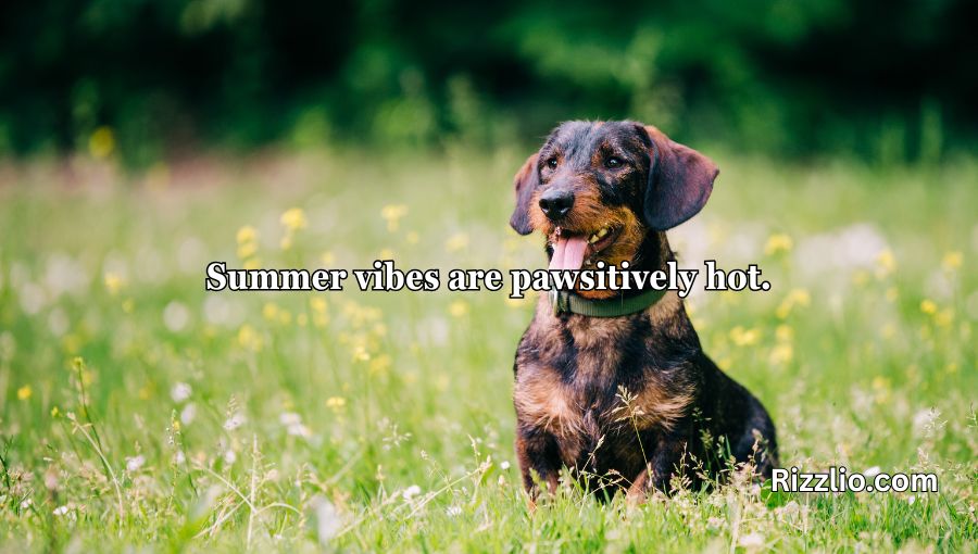 Dog Puns