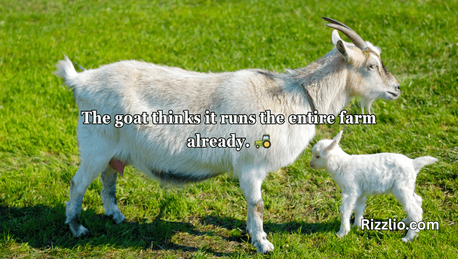 goat puns
