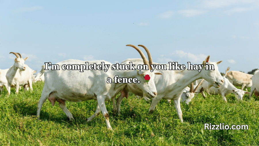 goat puns