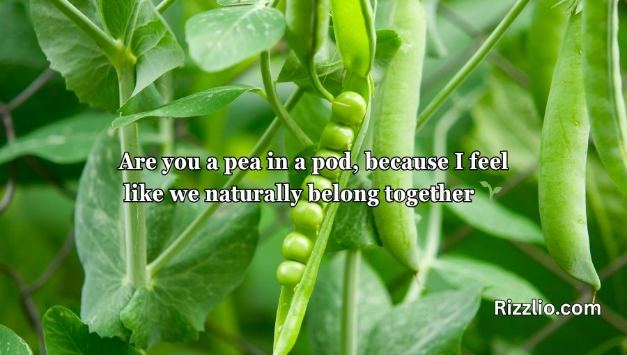 Pea Pickup Lines