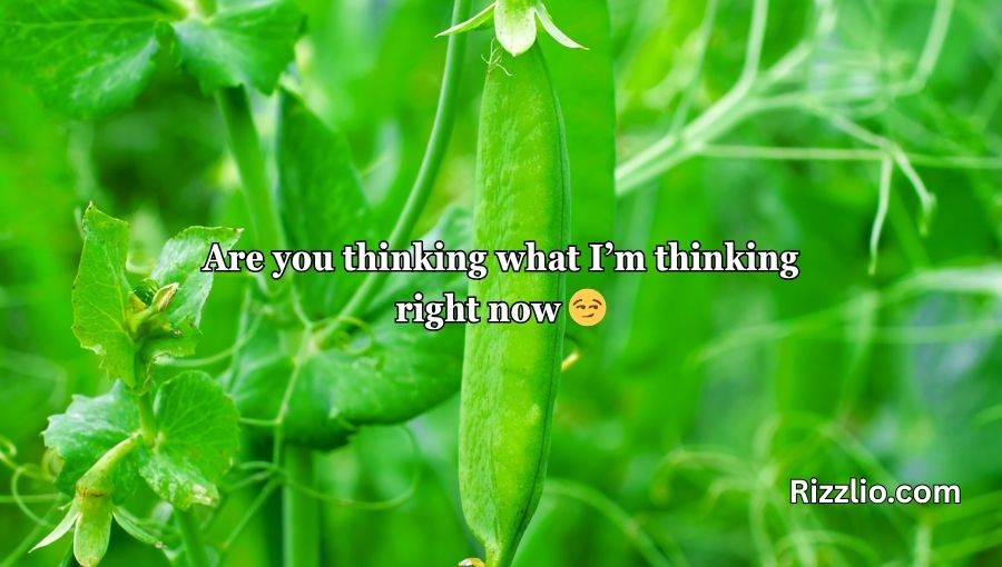 Pea Pickup Lines