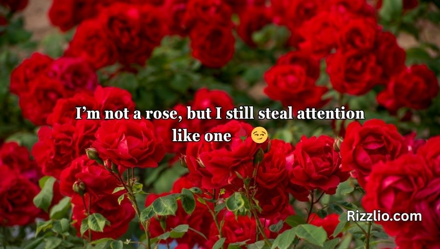 Red Roses Pick Up Lines