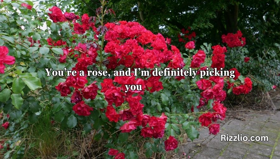Red Roses Pick Up Lines