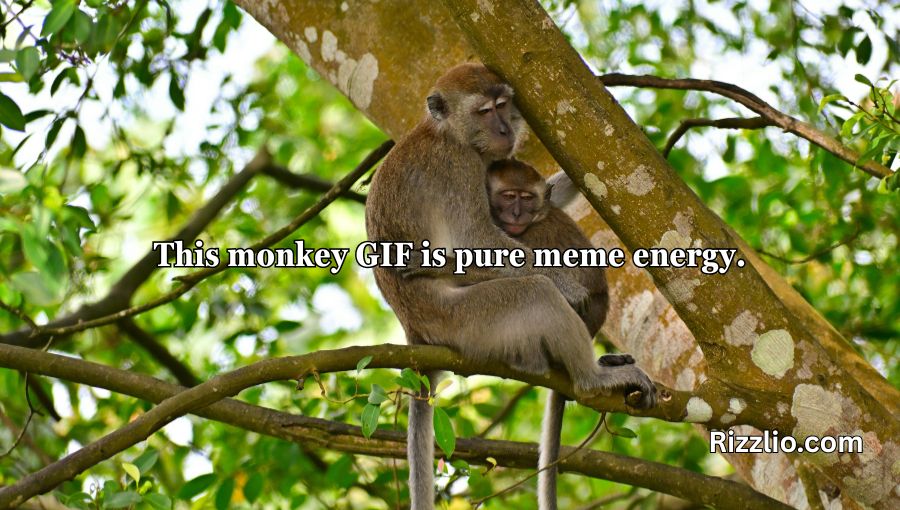 Rizz Monkey GIF Pick Up Lines