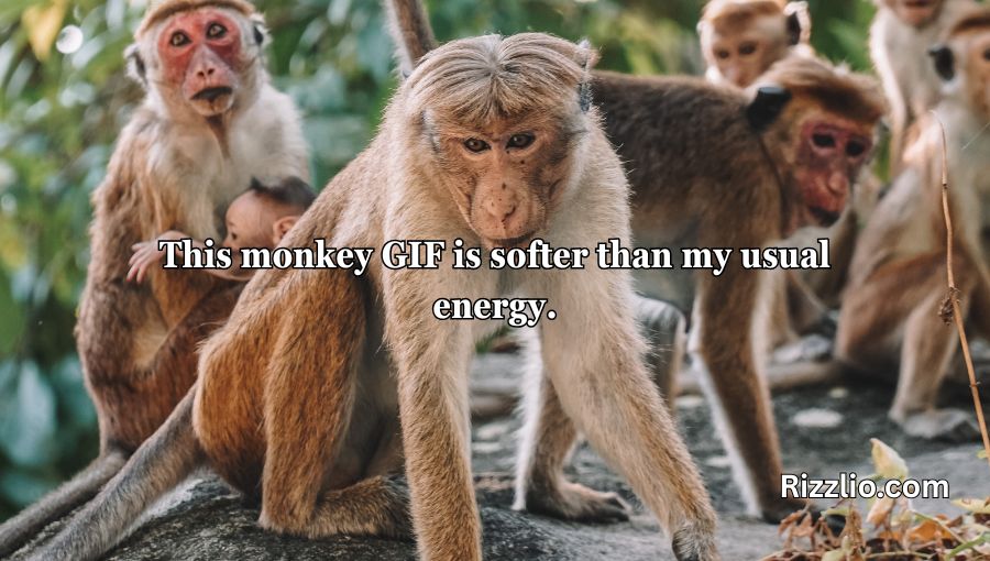 Rizz Monkey GIF Pick Up Lines