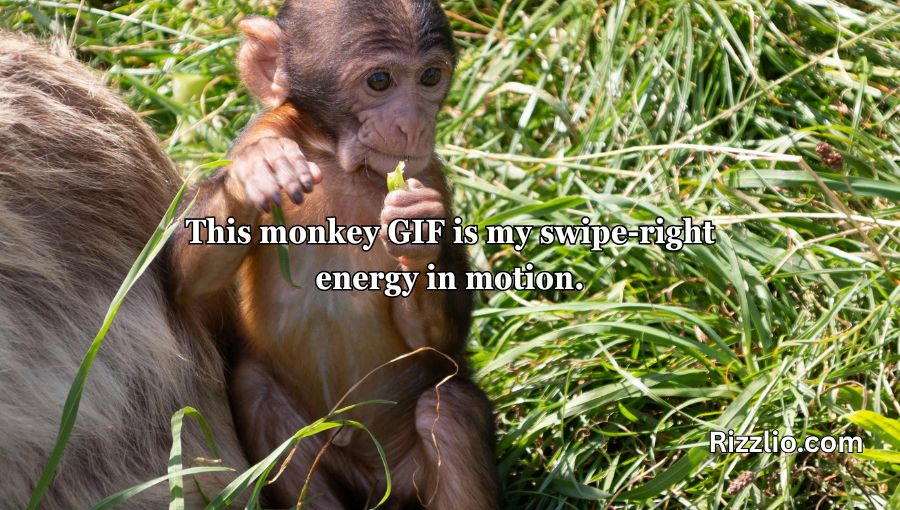 Rizz Monkey GIF Pick Up Lines