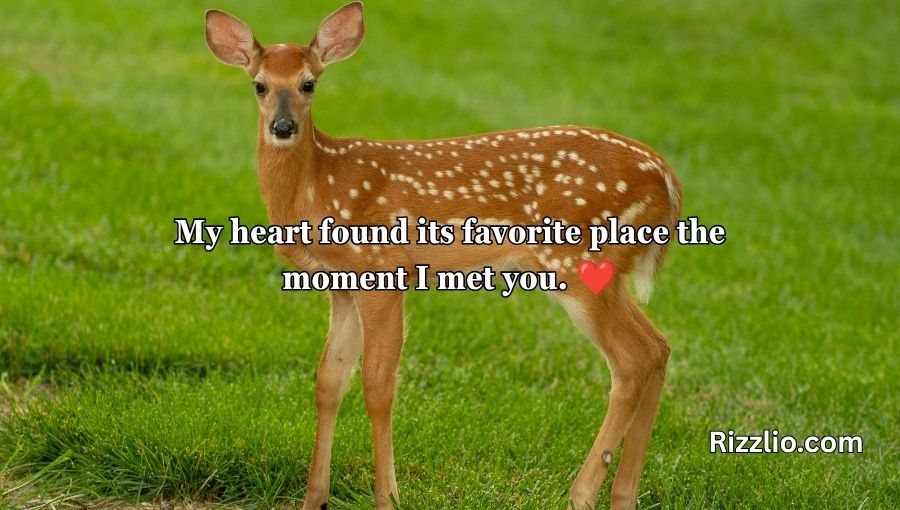 Deer Pick Up Lines