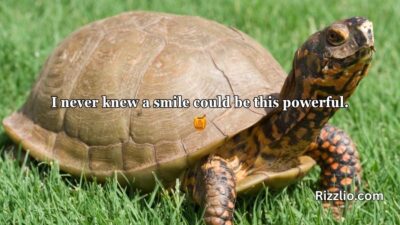 Turtle Pick Up Lines