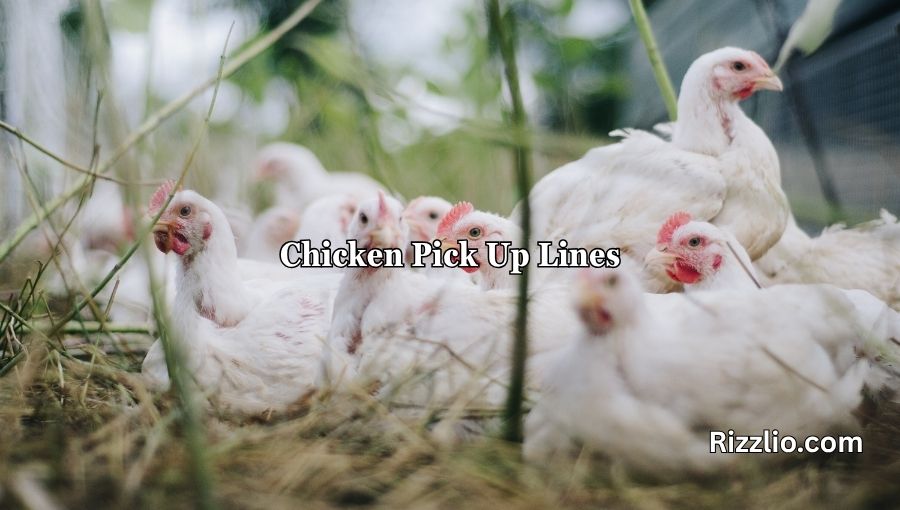 Chicken Pick Up Lines